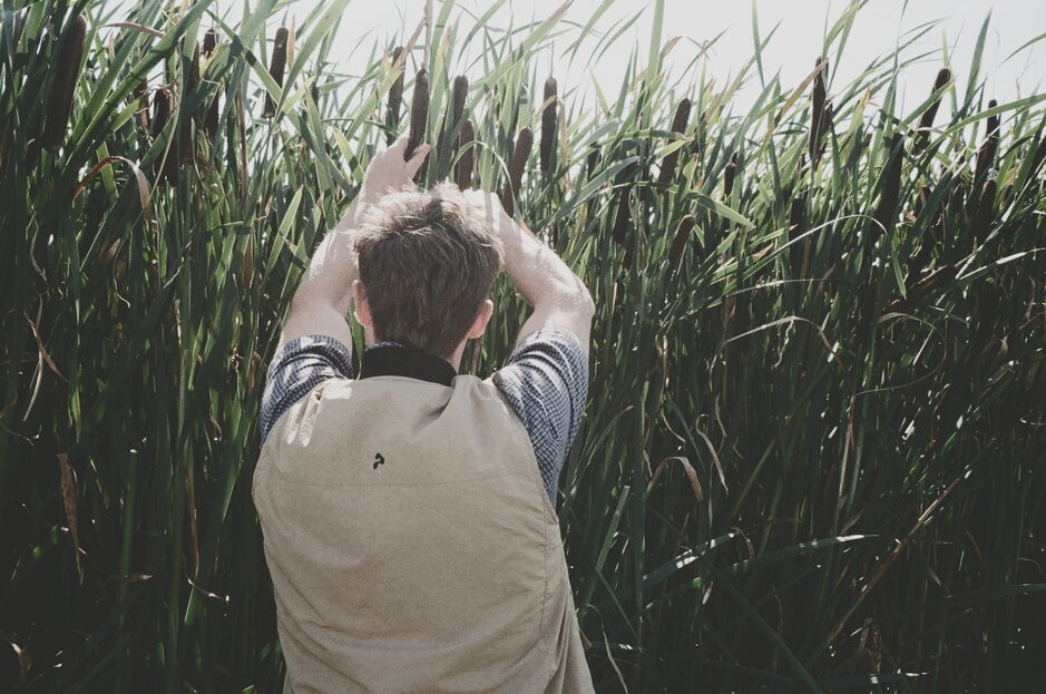 A man in a Ponda gilet reaching up into tall bulrushes