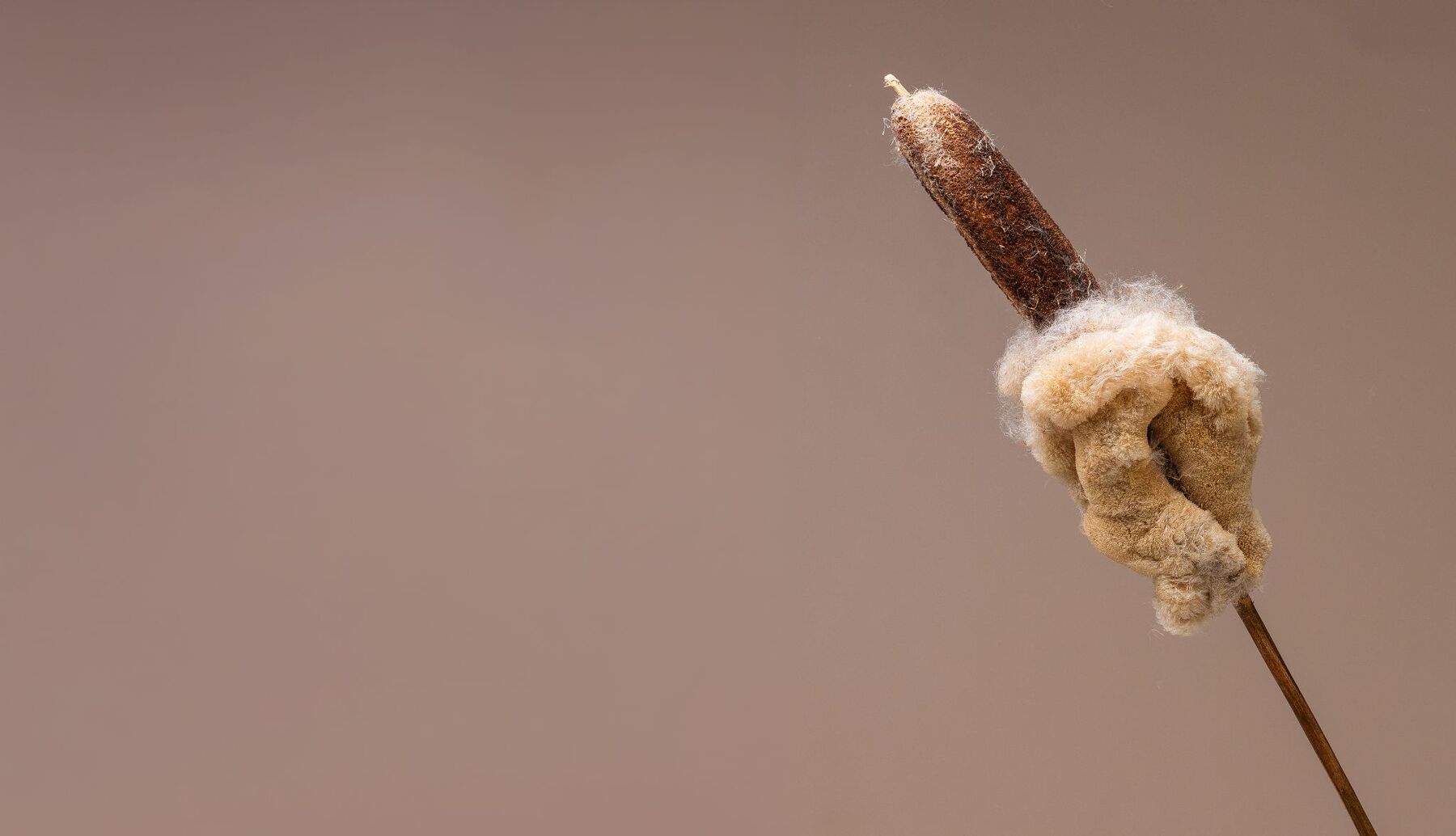 A bulrush seed head bursting into soft, pale fibre