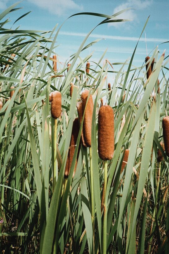 Bulrushes with brown seed heads against a blue summer sky