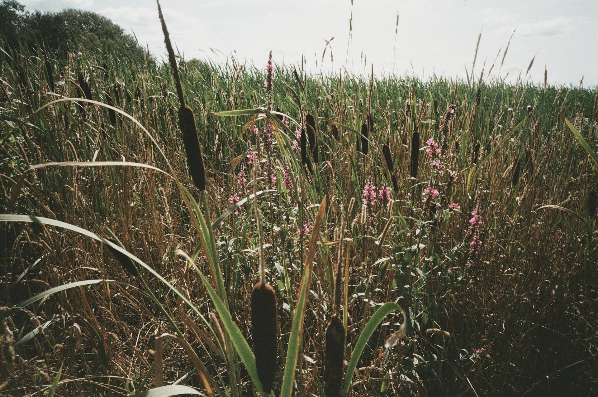 A regenerated wetland of bulrushes and purple loosestrife under an overcast sky